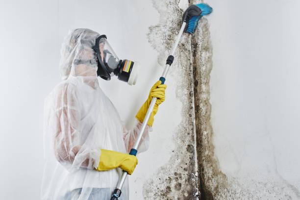 Mold Testing and Removal in Lawrenceville, GA