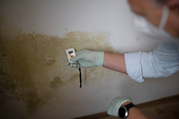 Mold Removal Process in Lawrenceville, GA