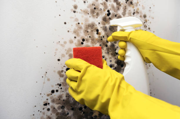 Best Mold Inspection  in Lawrenceville, GA