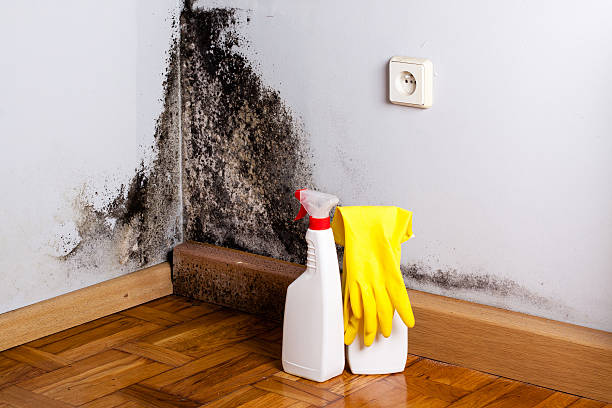 Trusted Lawrenceville, GA Mold Removal Experts