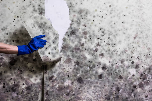 Best Mold Removal Process  in Lawrenceville, GA